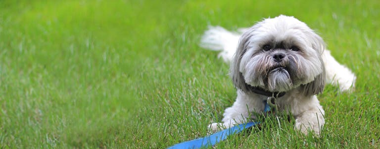 How to Train a Lhasa Apso to Not Bark